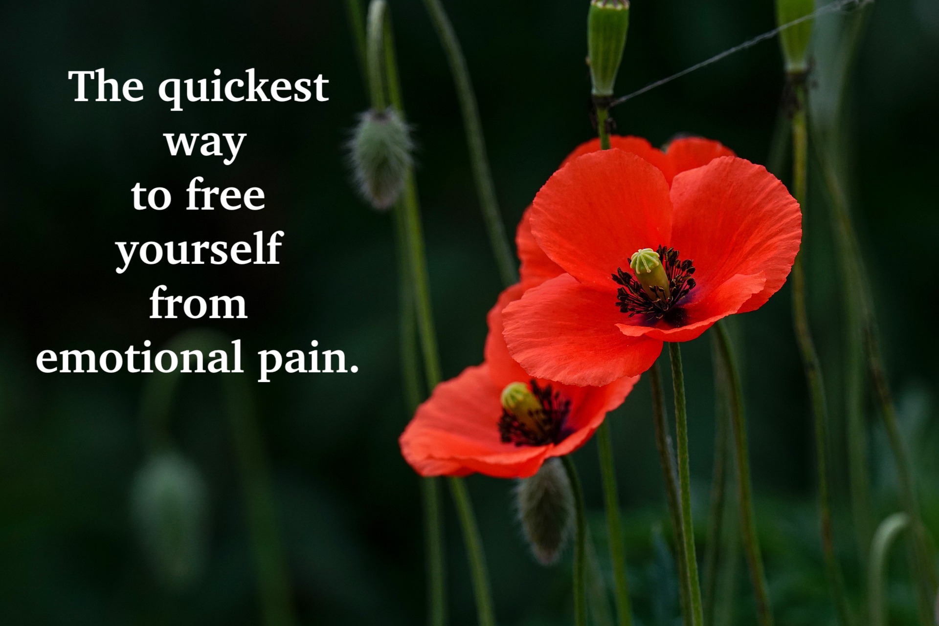 Free yourself from emotional pain                 